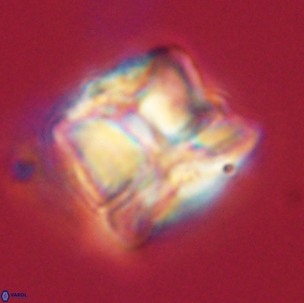 Heliolithus riedelii 61115