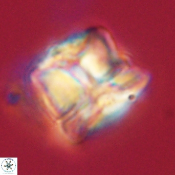 Heliolithus riedelii 61115