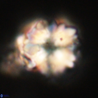 Heliolithus riedelii 61124