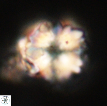 Heliolithus riedelii 61124