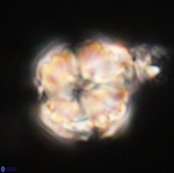 Heliolithus riedelii 61128