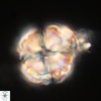 Heliolithus riedelii 61132