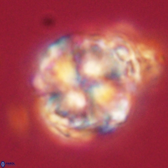 Heliolithus riedelii 61134