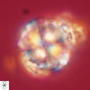 Heliolithus riedelii 61134