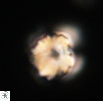 Heliolithus riedelii 61252