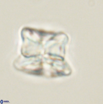 Heliolithus riedelii 61266