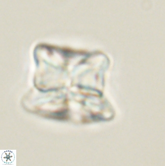 Heliolithus riedelii 61266