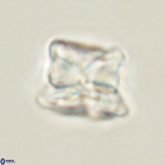Heliolithus riedelii 61267