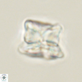 Heliolithus riedelii 61267
