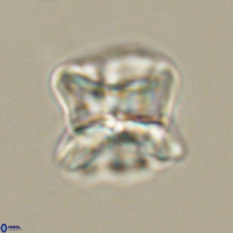 Heliolithus riedelii 61270
