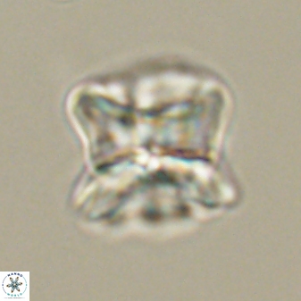 Heliolithus riedelii 61270