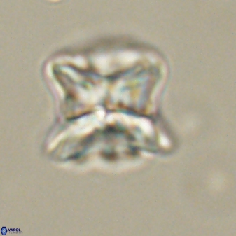 Heliolithus riedelii 61271