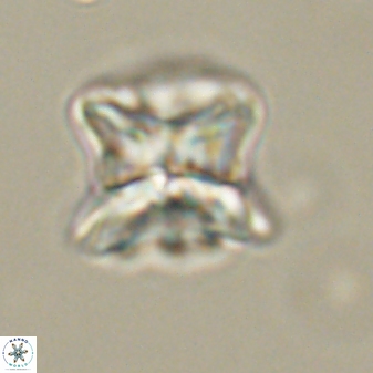 Heliolithus riedelii 61271