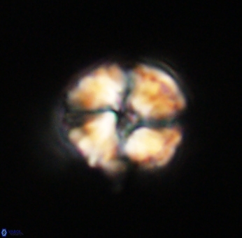 Heliolithus riedelii 61201