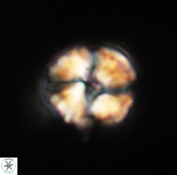 Heliolithus riedelii 61201