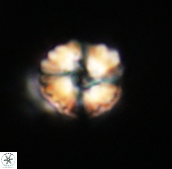 Heliolithus riedelii 61206