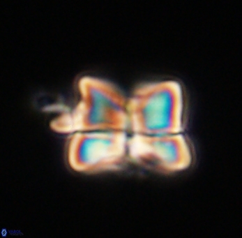 Heliolithus riedelii 61209