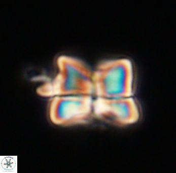 Heliolithus riedelii 61209