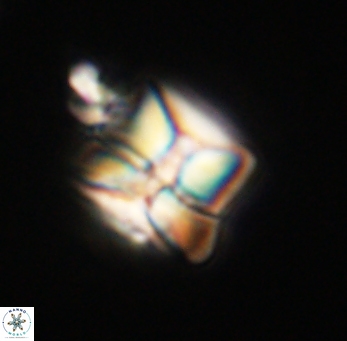 Heliolithus riedelii 61213