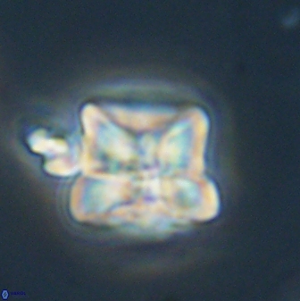 Heliolithus riedelii 61216