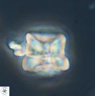Heliolithus riedelii 61216