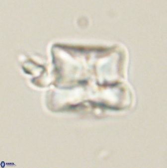 Heliolithus riedelii 61217