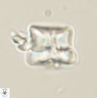 Heliolithus riedelii 61217