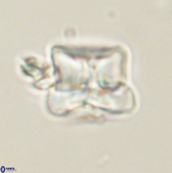Heliolithus riedelii 61218