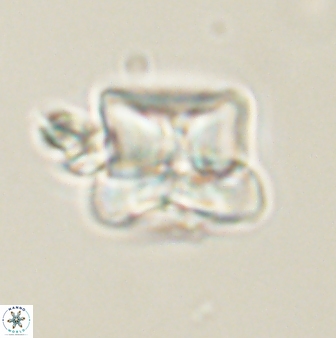 Heliolithus riedelii 61218