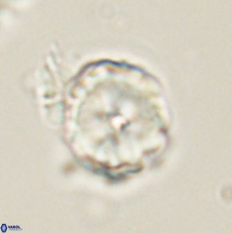 Heliolithus riedelii 61220