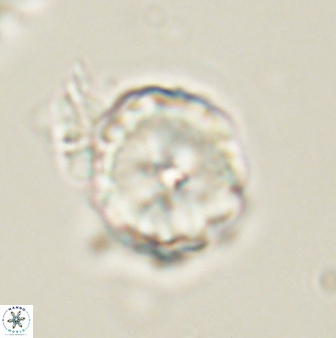 Heliolithus riedelii 61220