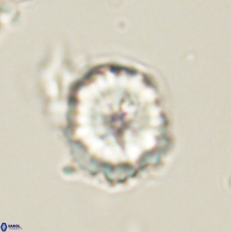 Heliolithus riedelii 61221