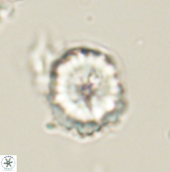 Heliolithus riedelii 61221