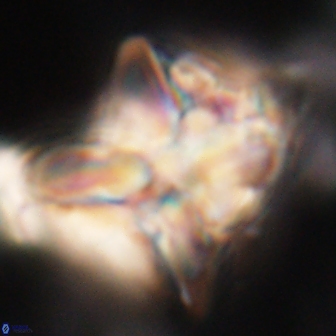 Heliolithus riedelii 20840