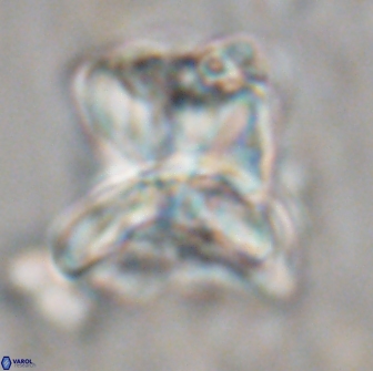 Heliolithus riedelii 20842