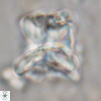 Heliolithus riedelii 20842