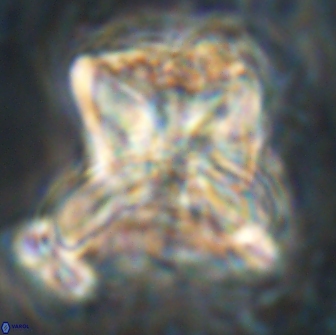 Heliolithus riedelii 20843