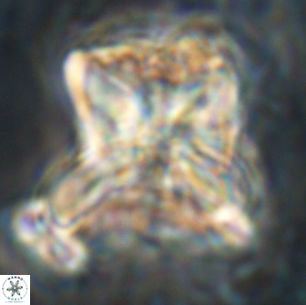 Heliolithus riedelii 20843