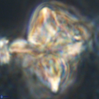 Heliolithus riedelii 20845