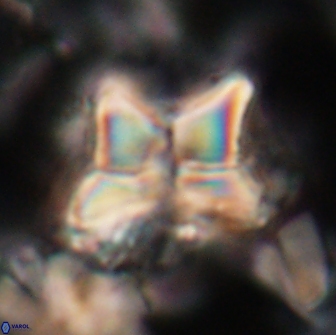 Heliolithus riedelii 20886