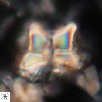 Heliolithus riedelii 20886