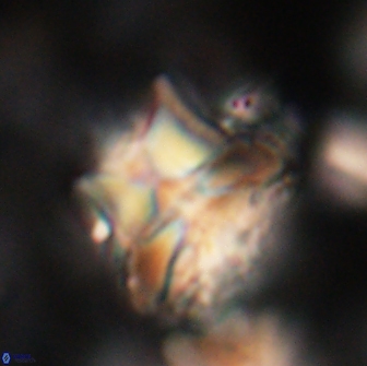 Heliolithus riedelii 20887