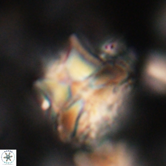 Heliolithus riedelii 20887