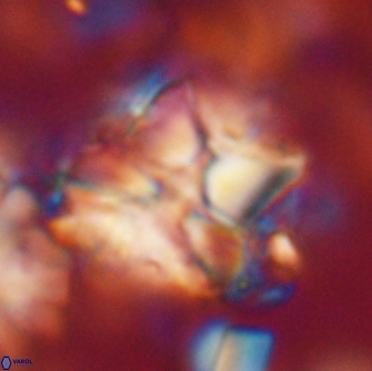 Heliolithus riedelii 20889