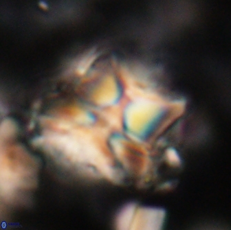 Heliolithus riedelii 20890