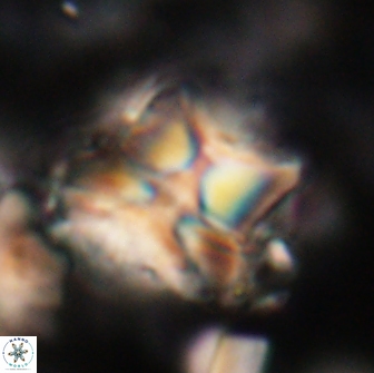 Heliolithus riedelii 20890