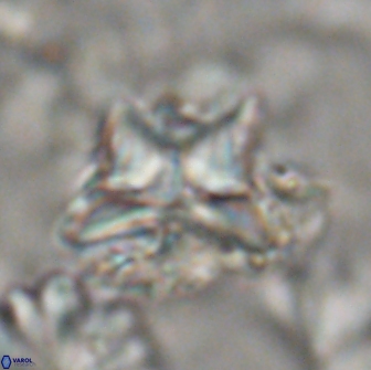 Heliolithus riedelii 20891