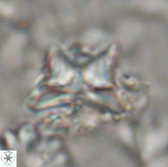 Heliolithus riedelii 20891