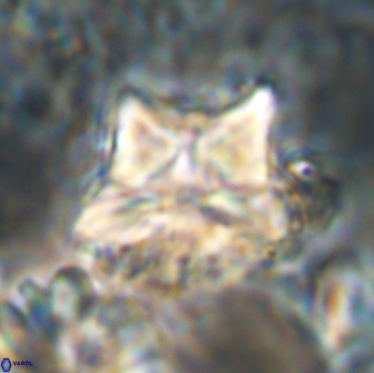 Heliolithus riedelii 20892