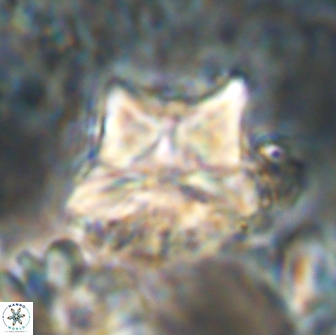 Heliolithus riedelii 20892